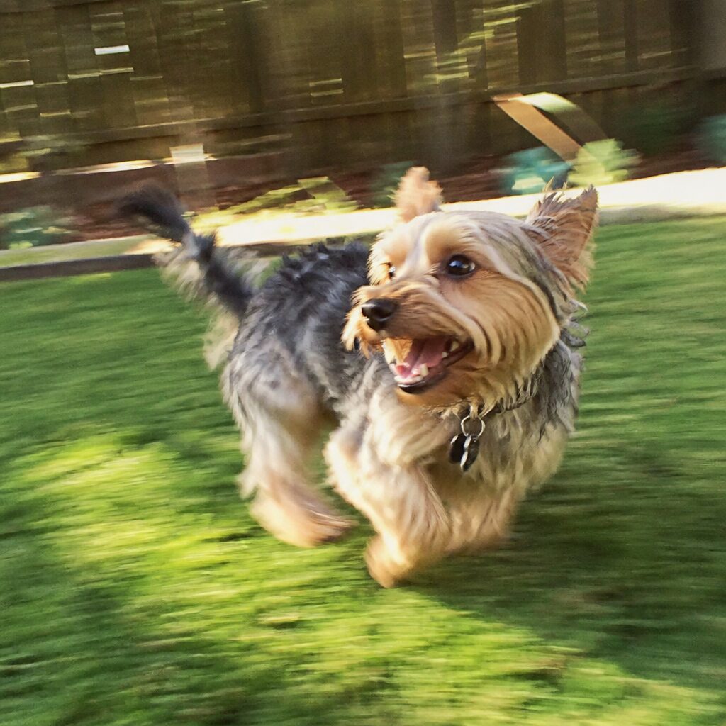 Small dog mid-zoomies in motion blur in sunny backyard — sudden energy bursts