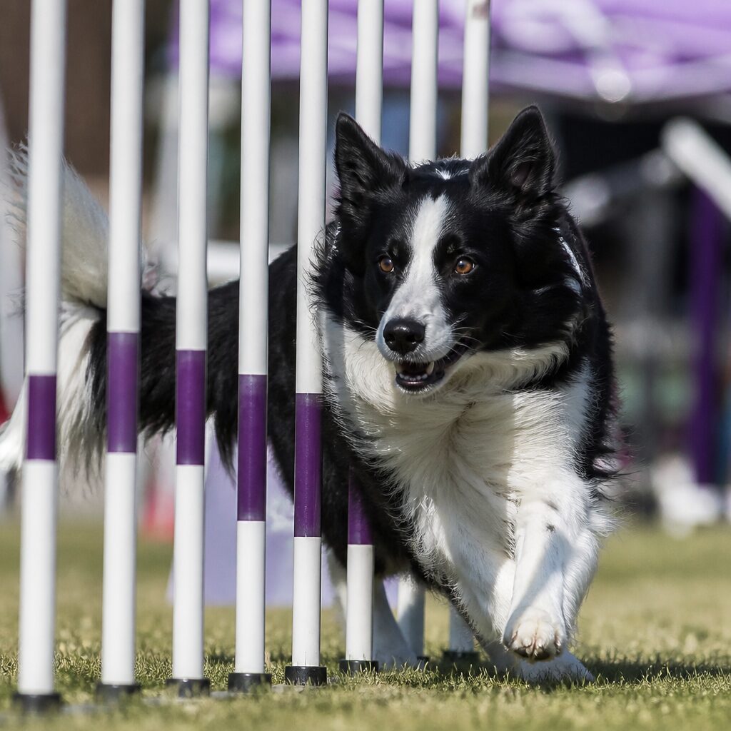 Border collie running through agility weave poles in field — exercise needs by activity