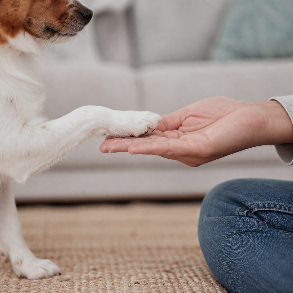 How to Teach Your Dog to Shake Hands